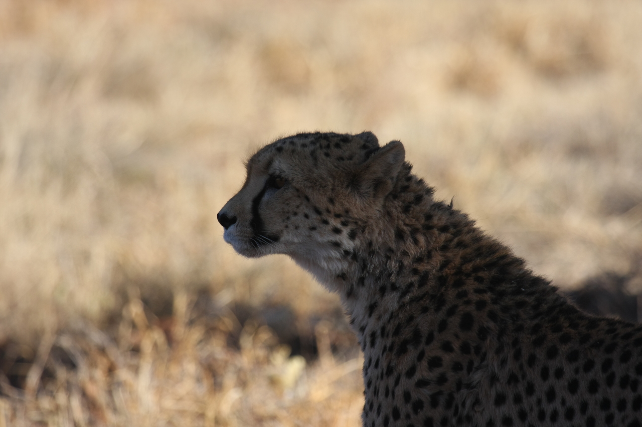 [6334] 2016_06_23_10_45_57_Africa_Canon_EOS_40D_IMG__08640.jpg