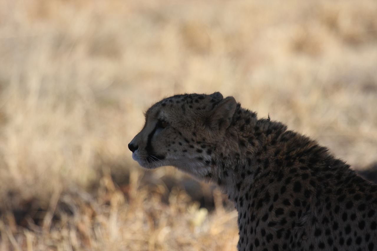 [6338] 2016_06_23_10_46_02_Africa_Canon_EOS_40D_IMG__01196.jpg