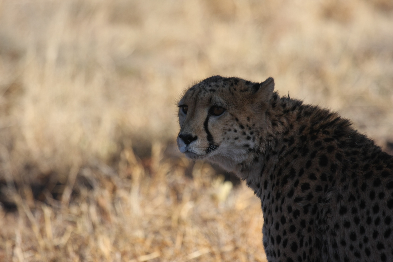 [6341] 2016_06_23_10_46_06_Africa_Canon_EOS_40D_IMG__00364.jpg