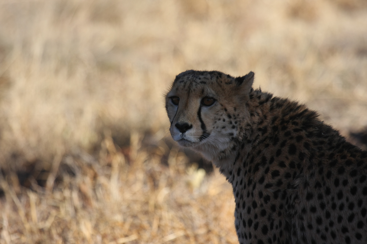 [6345] 2016_06_23_10_46_06_Africa_Canon_EOS_40D_IMG__01199.jpg