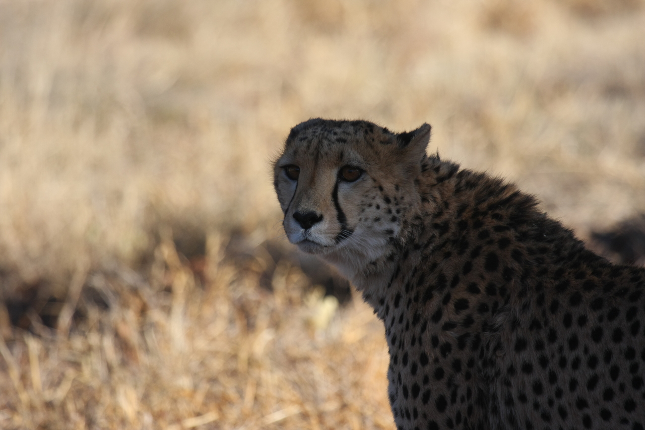 [6351] 2016_06_23_10_46_07_Africa_Canon_EOS_40D_IMG__01200.jpg