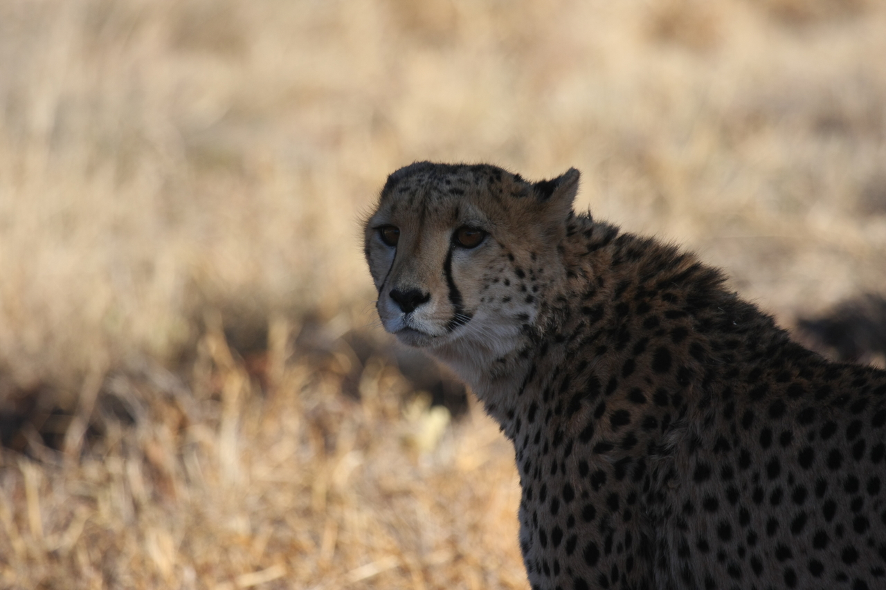 [6352] 2016_06_23_10_46_07_Africa_Canon_EOS_40D_IMG__01201.jpg