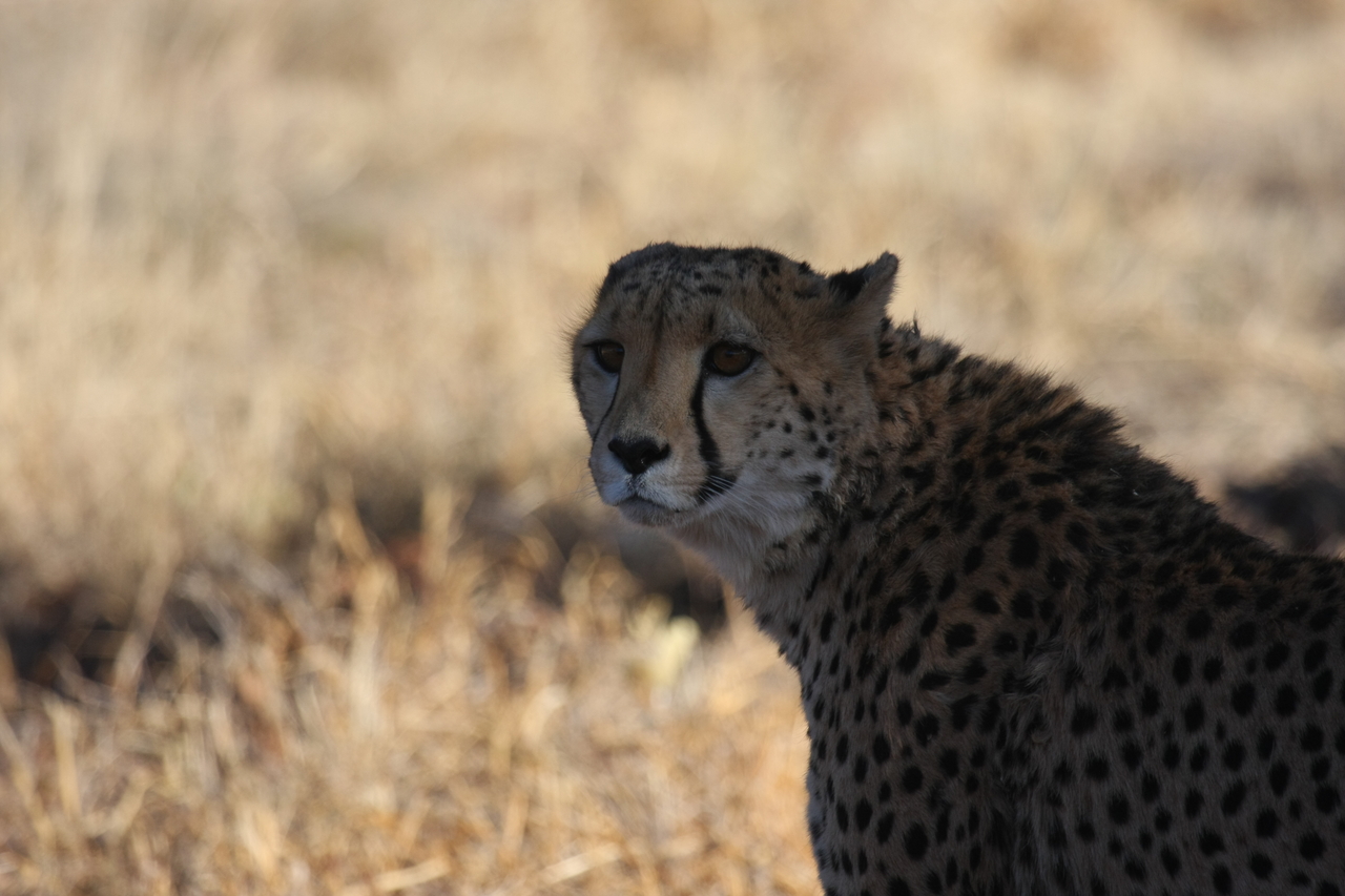 [6355] 2016_06_23_10_46_08_Africa_Canon_EOS_40D_IMG__00368.jpg