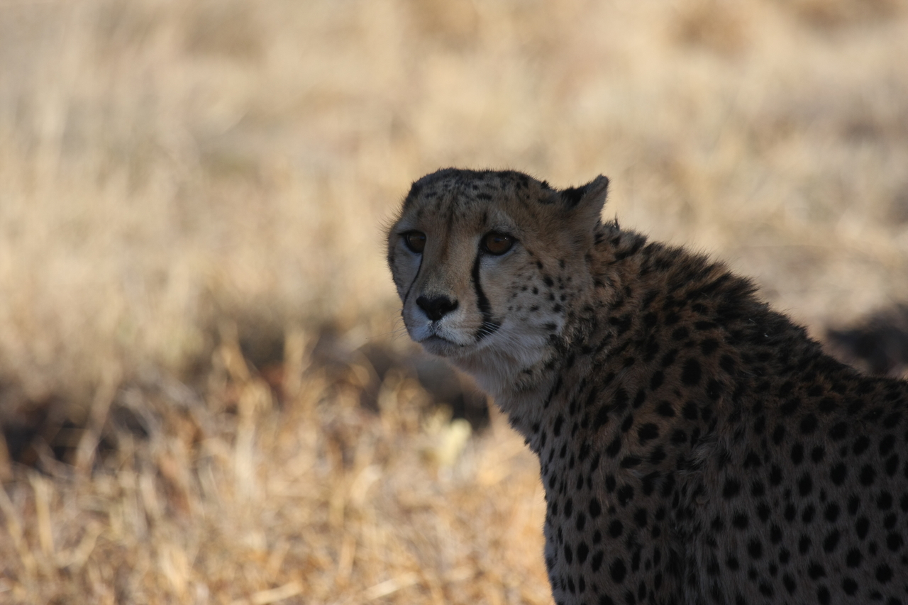 [6359] 2016_06_23_10_46_08_Africa_Canon_EOS_40D_IMG__01203.jpg