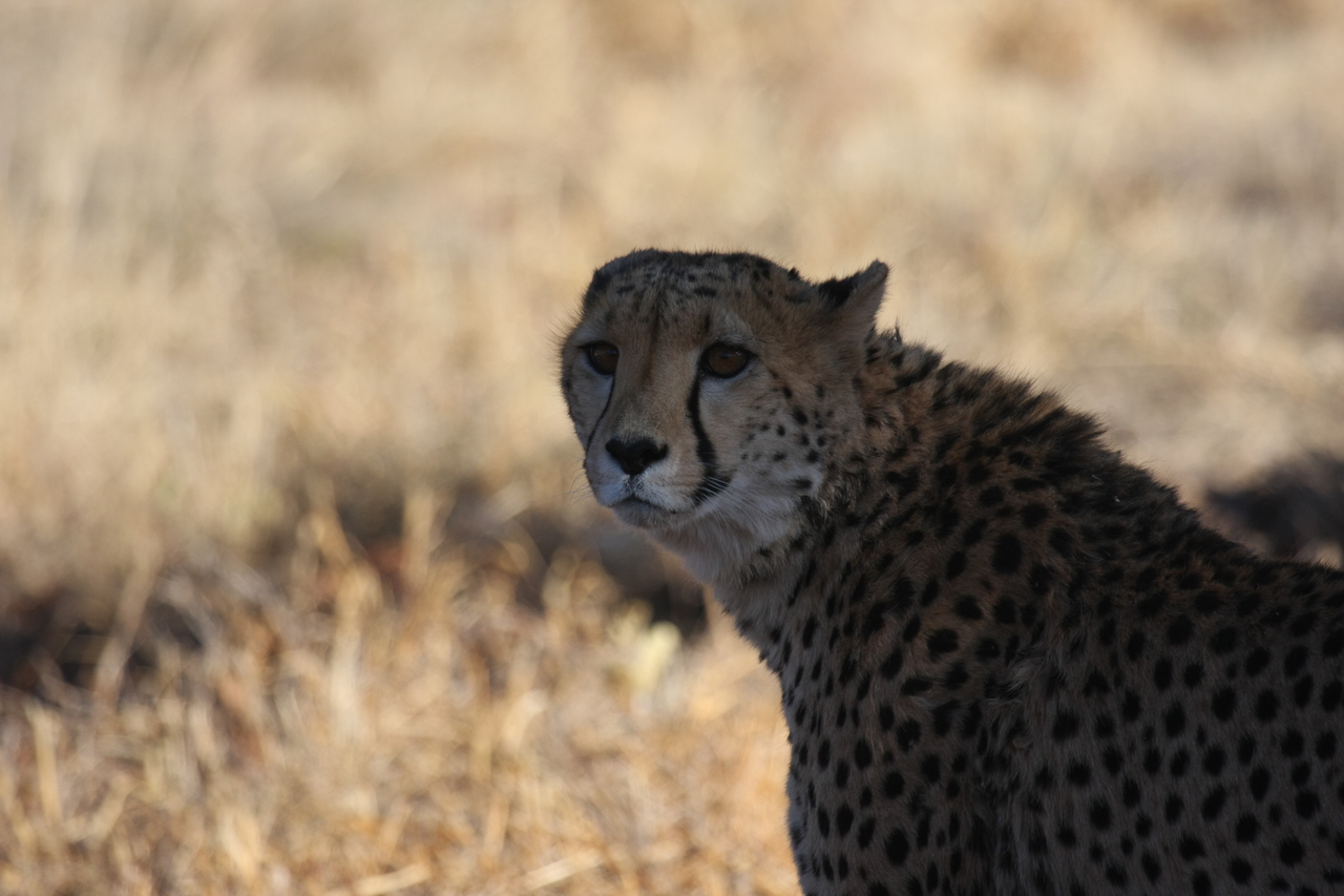 [6365] 2016_06_23_10_46_09_Africa_Canon_EOS_40D_IMG__01205.jpg