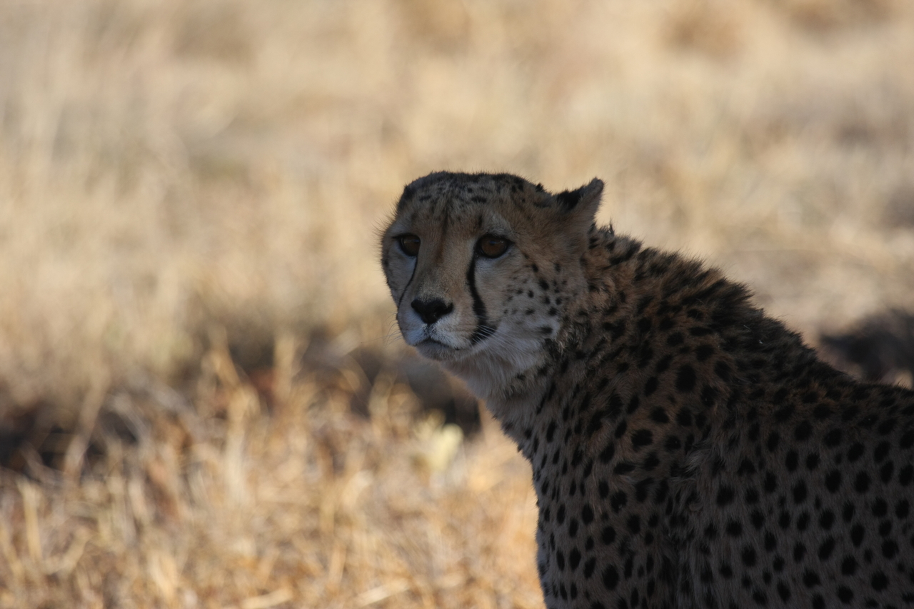 [6371] 2016_06_23_10_46_10_Africa_Canon_EOS_40D_IMG__01207.jpg