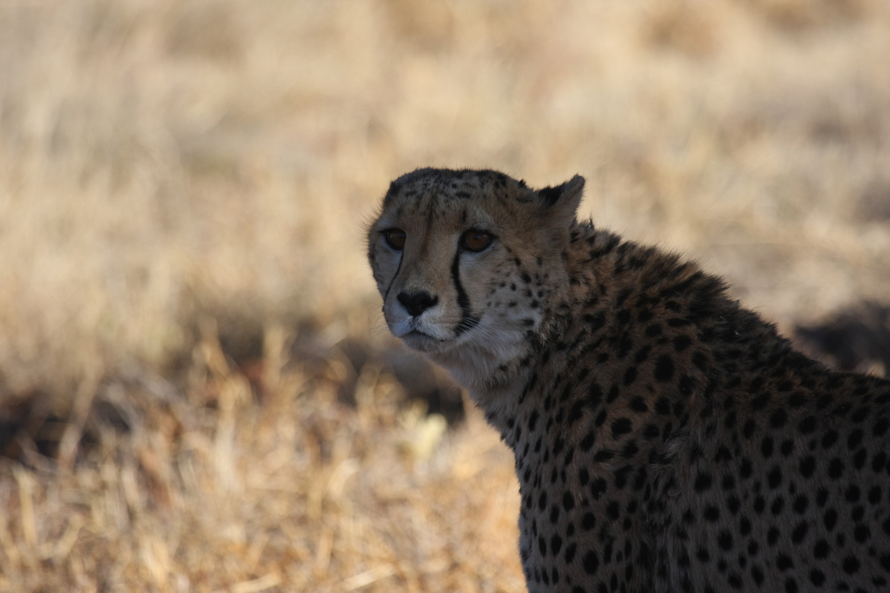 [6373] 2016_06_23_10_46_10_Africa_Canon_EOS_40D_IMG__08653.jpg
