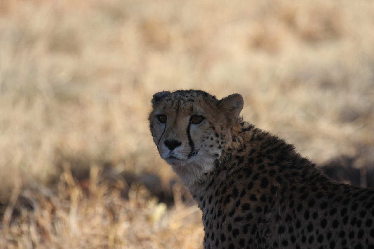 [6379] 2016_06_23_10_46_56_Africa_Canon_EOS_40D_IMG__01209.jpg