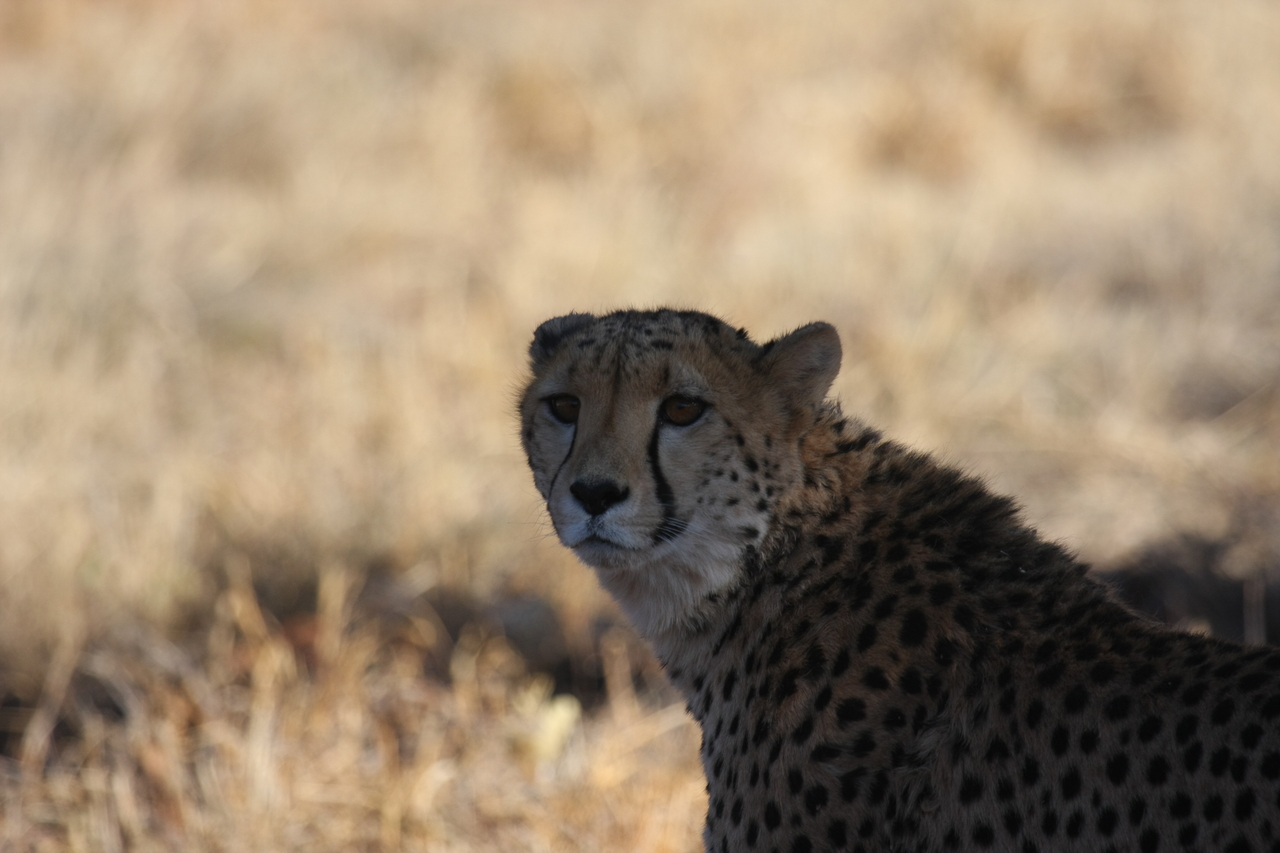 [6383] 2016_06_23_10_46_56_Africa_Canon_EOS_40D_IMG__08657.jpg
