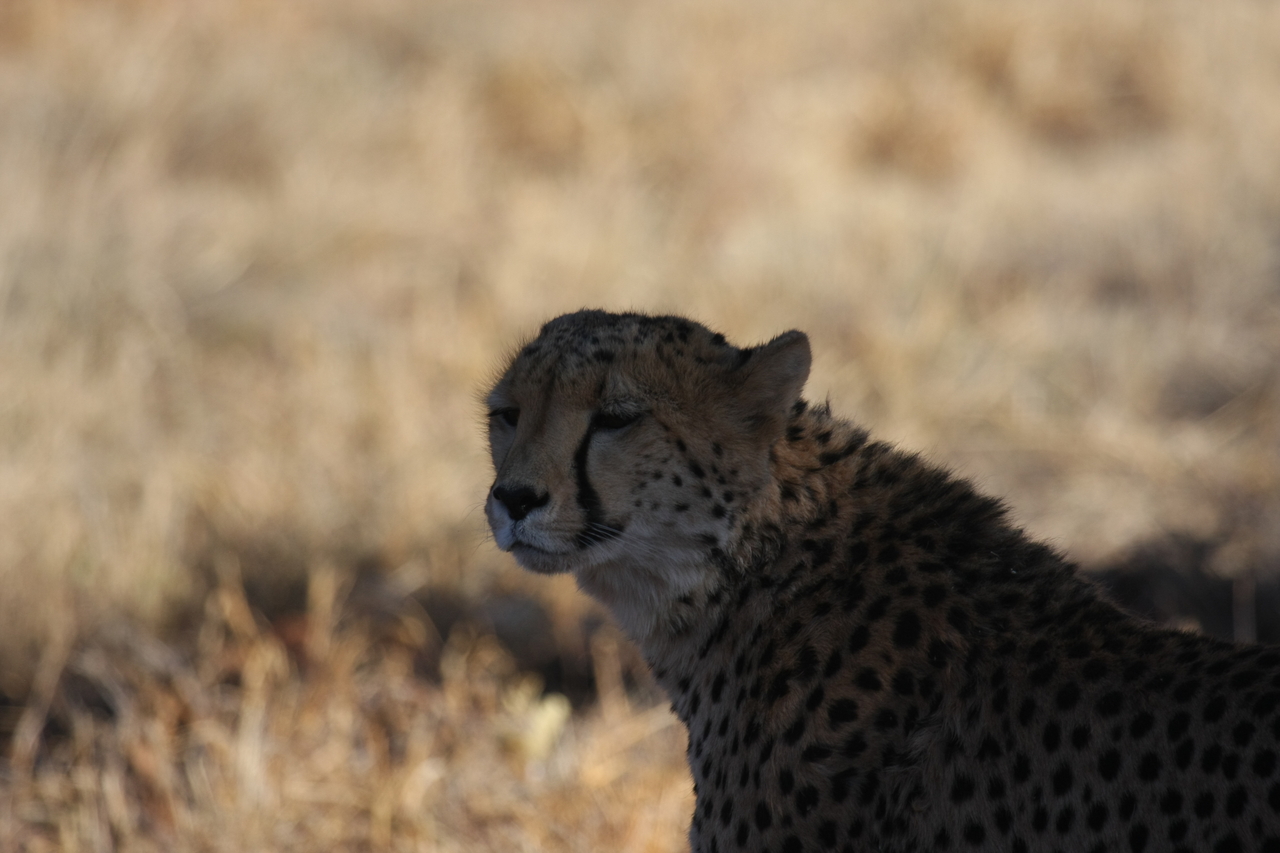 [6385] 2016_06_23_10_46_58_Africa_Canon_EOS_40D_IMG__00378.jpg