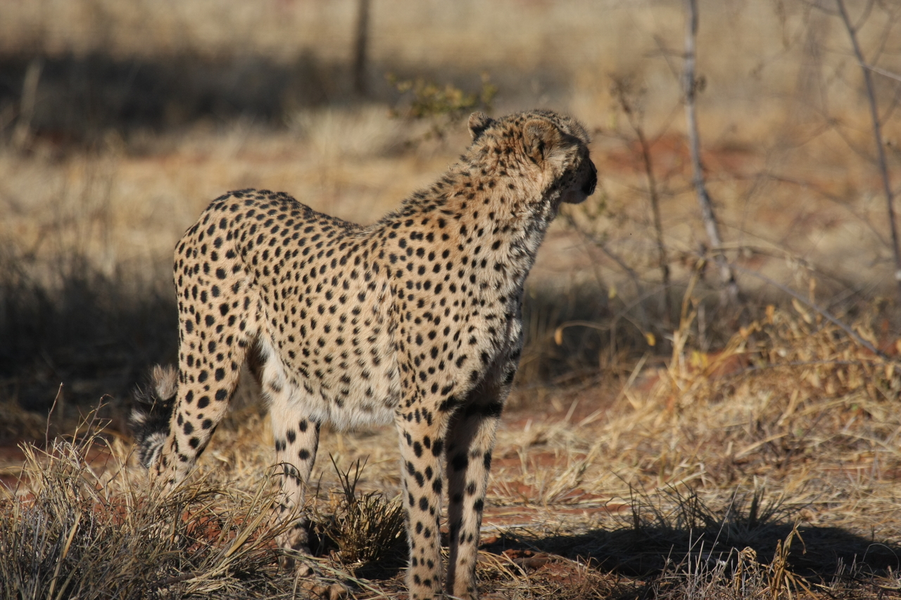 [6402] 2016_06_23_10_49_17_Africa_Canon_EOS_40D_IMG__00383.jpg