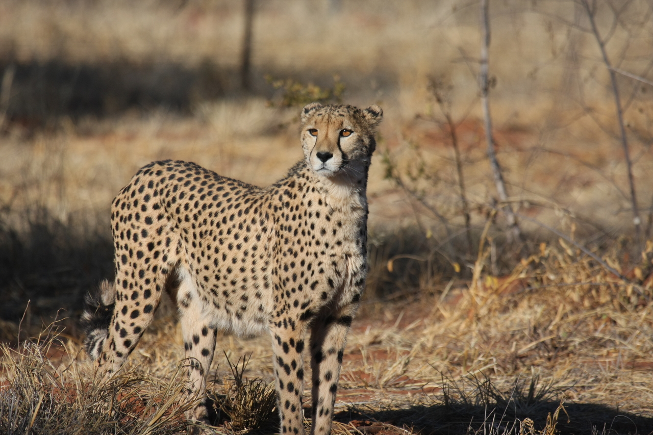 [6409] 2016_06_23_10_49_20_Africa_Canon_EOS_40D_IMG__00386.jpg