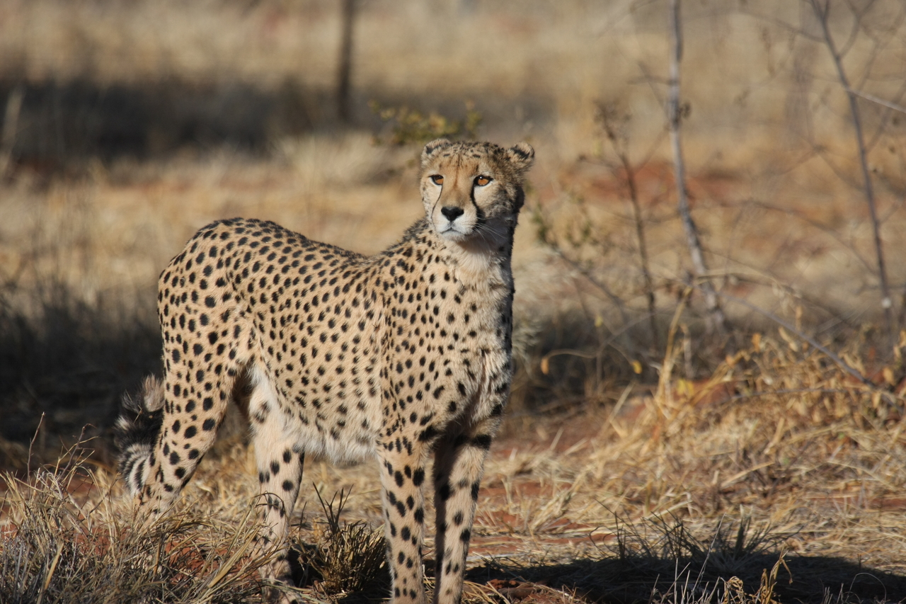 [6419] 2016_06_23_10_49_21_Africa_Canon_EOS_40D_IMG__01222.jpg
