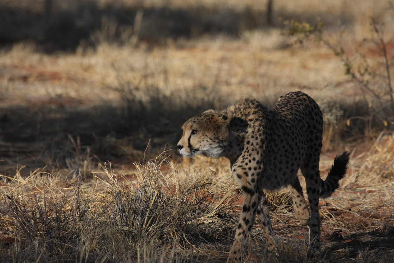 [6434] 2016_06_23_10_49_27_Africa_Canon_EOS_40D_IMG__01227.jpg