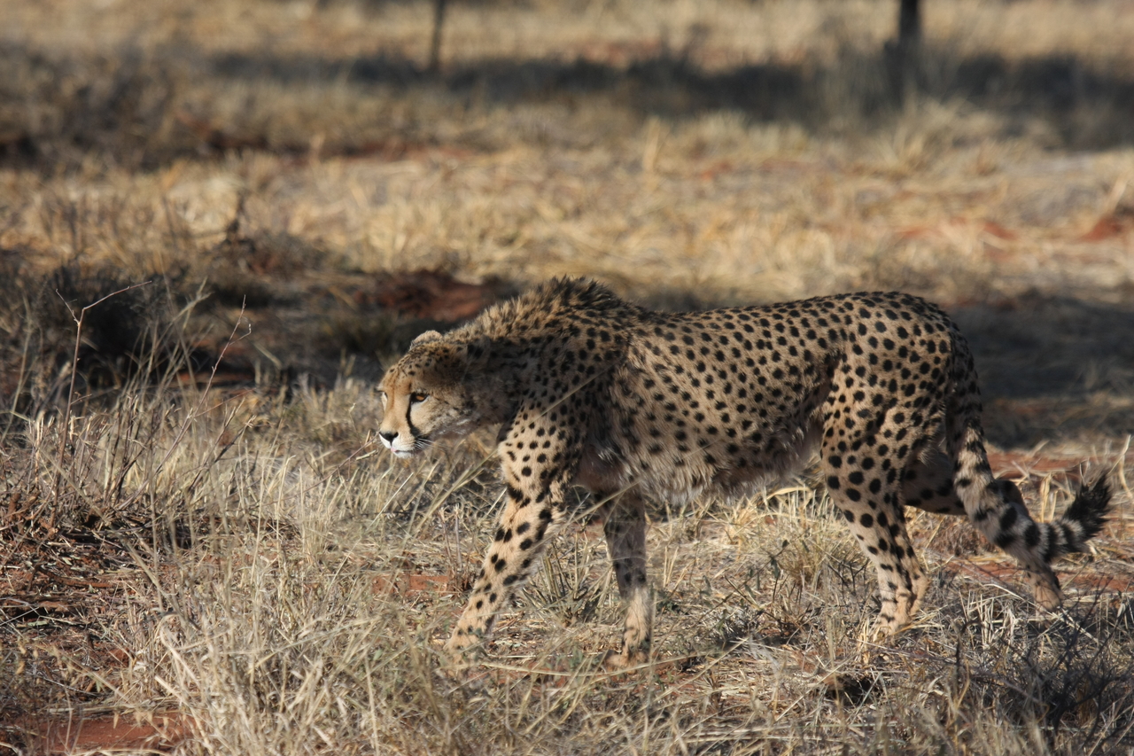 [6439] 2016_06_23_10_49_37_Africa_Canon_EOS_40D_IMG__00396.jpg
