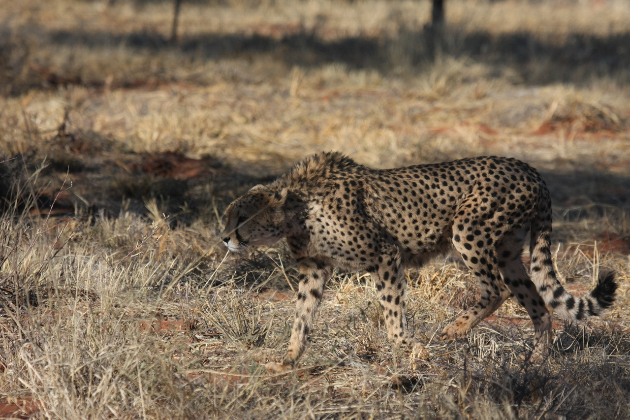 [6441] 2016_06_23_10_49_37_Africa_Canon_EOS_40D_IMG__01229.jpg