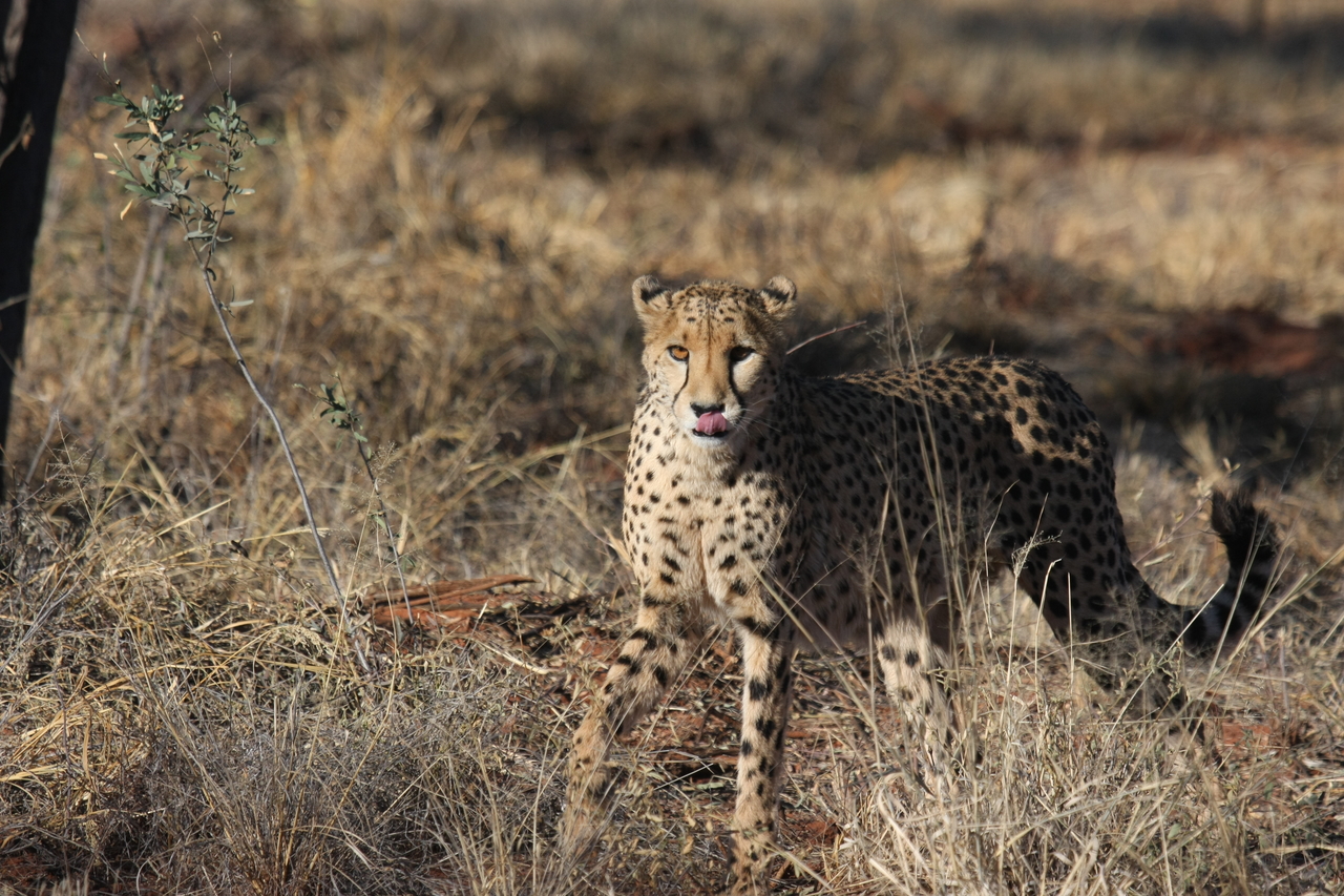 [6448] 2016_06_23_10_49_43_Africa_Canon_EOS_40D_IMG__01231.jpg