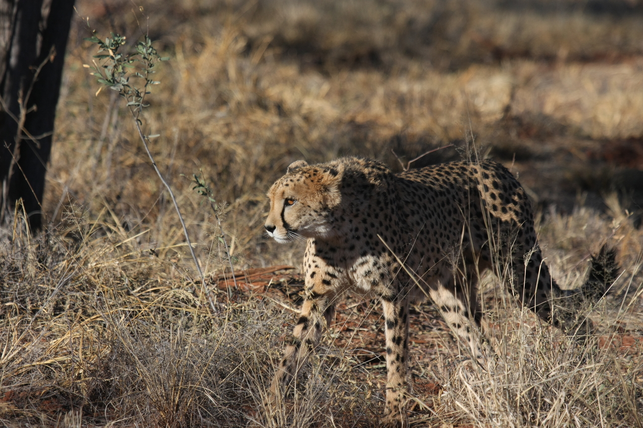 [6449] 2016_06_23_10_49_43_Africa_Canon_EOS_40D_IMG__01232.jpg