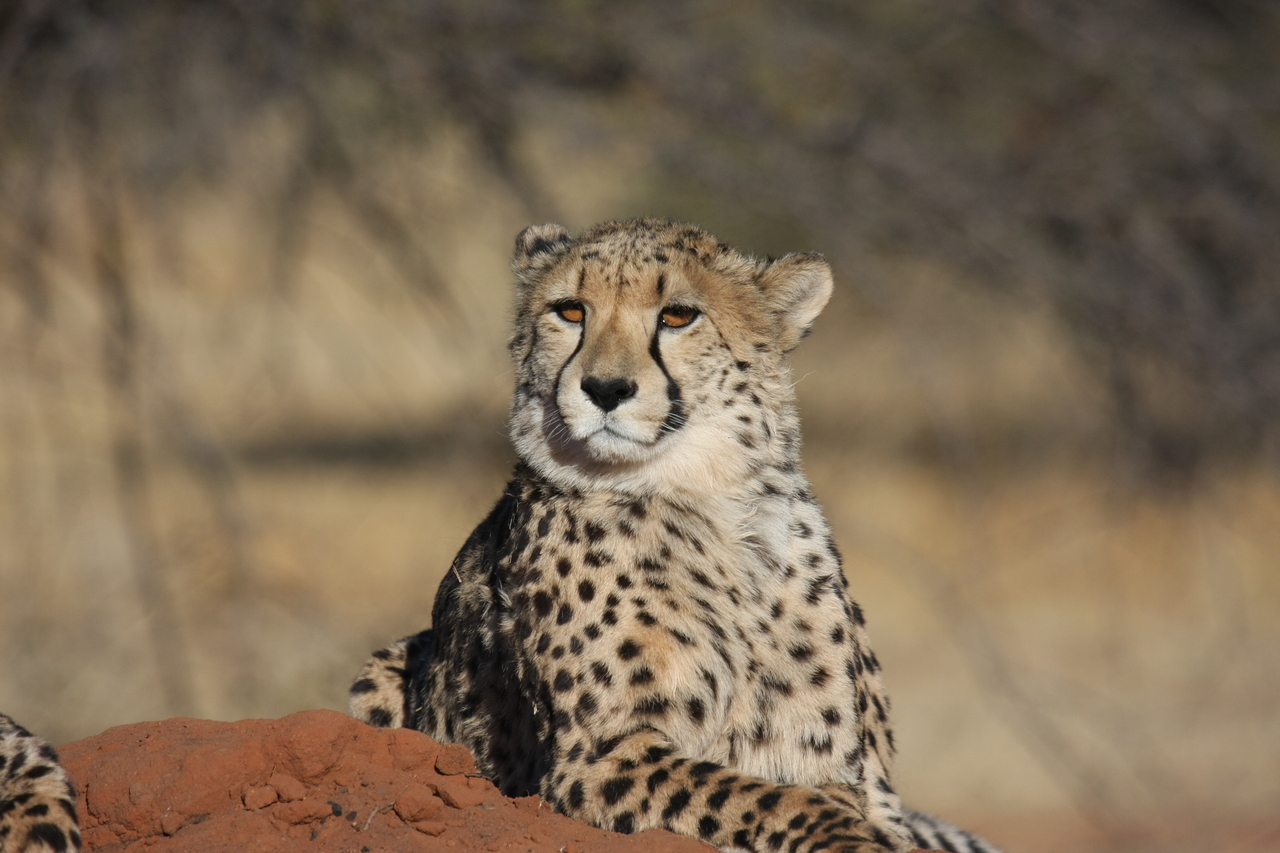 [6462] 2016_06_23_10_53_03_Africa_Canon_EOS_40D_IMG__08682.jpg