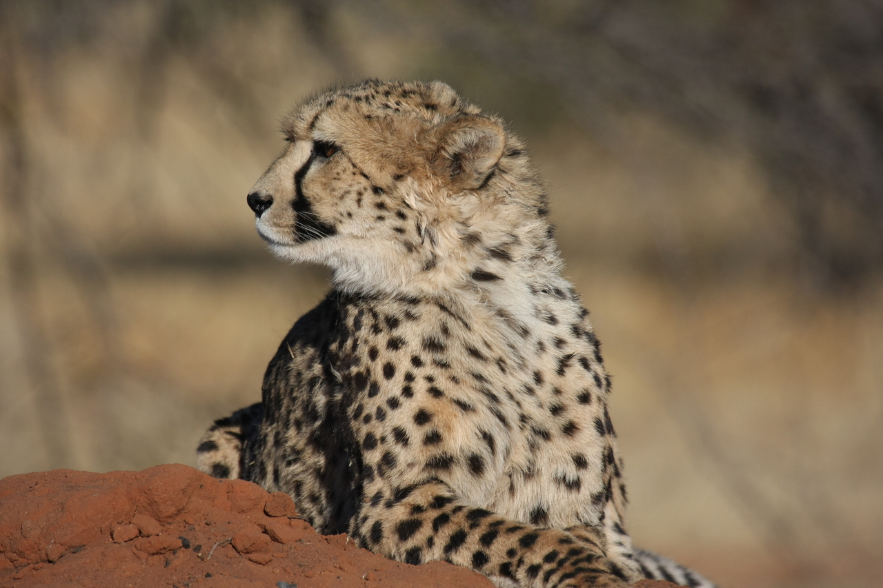 [6467] 2016_06_23_10_53_12_Africa_Canon_EOS_40D_IMG__00404.jpg