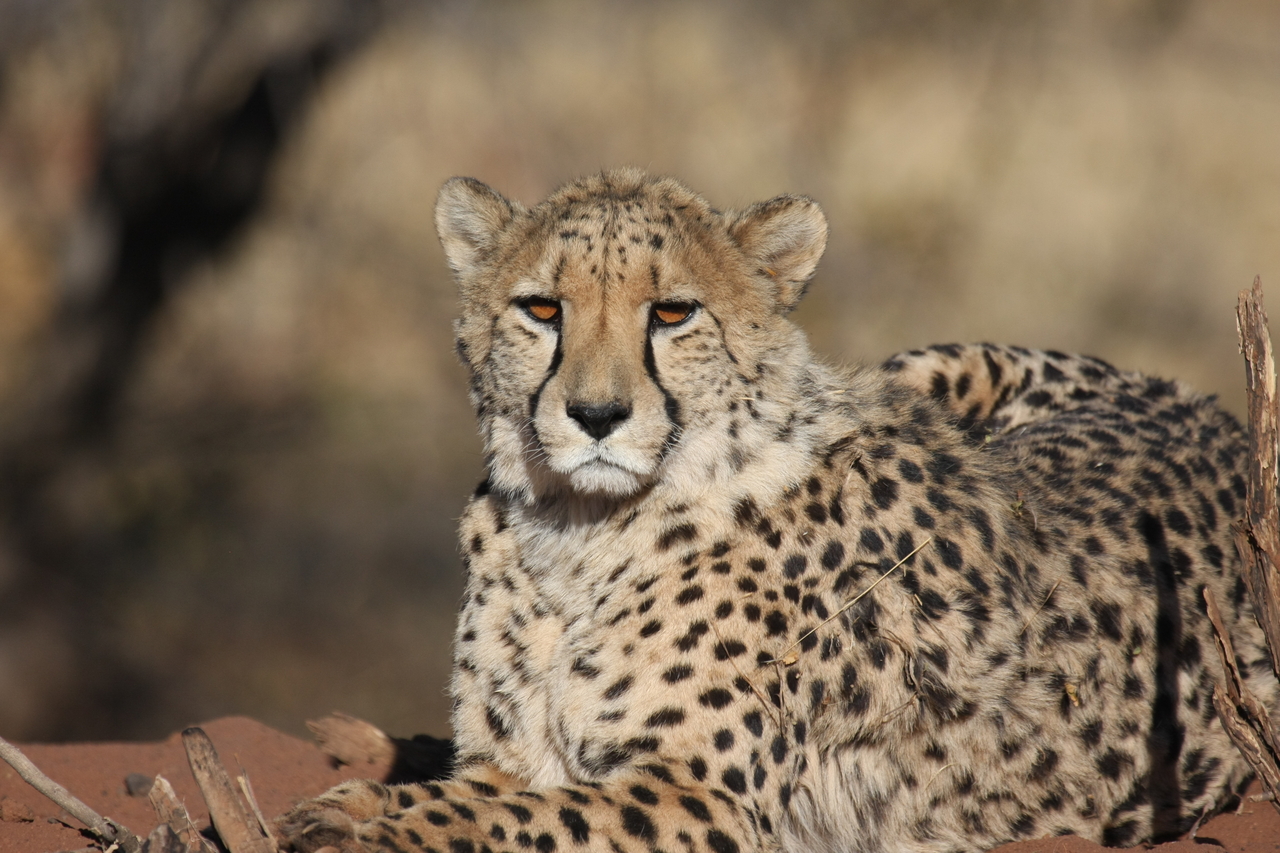 [6478] 2016_06_23_10_53_17_Africa_Canon_EOS_40D_IMG__08688.jpg