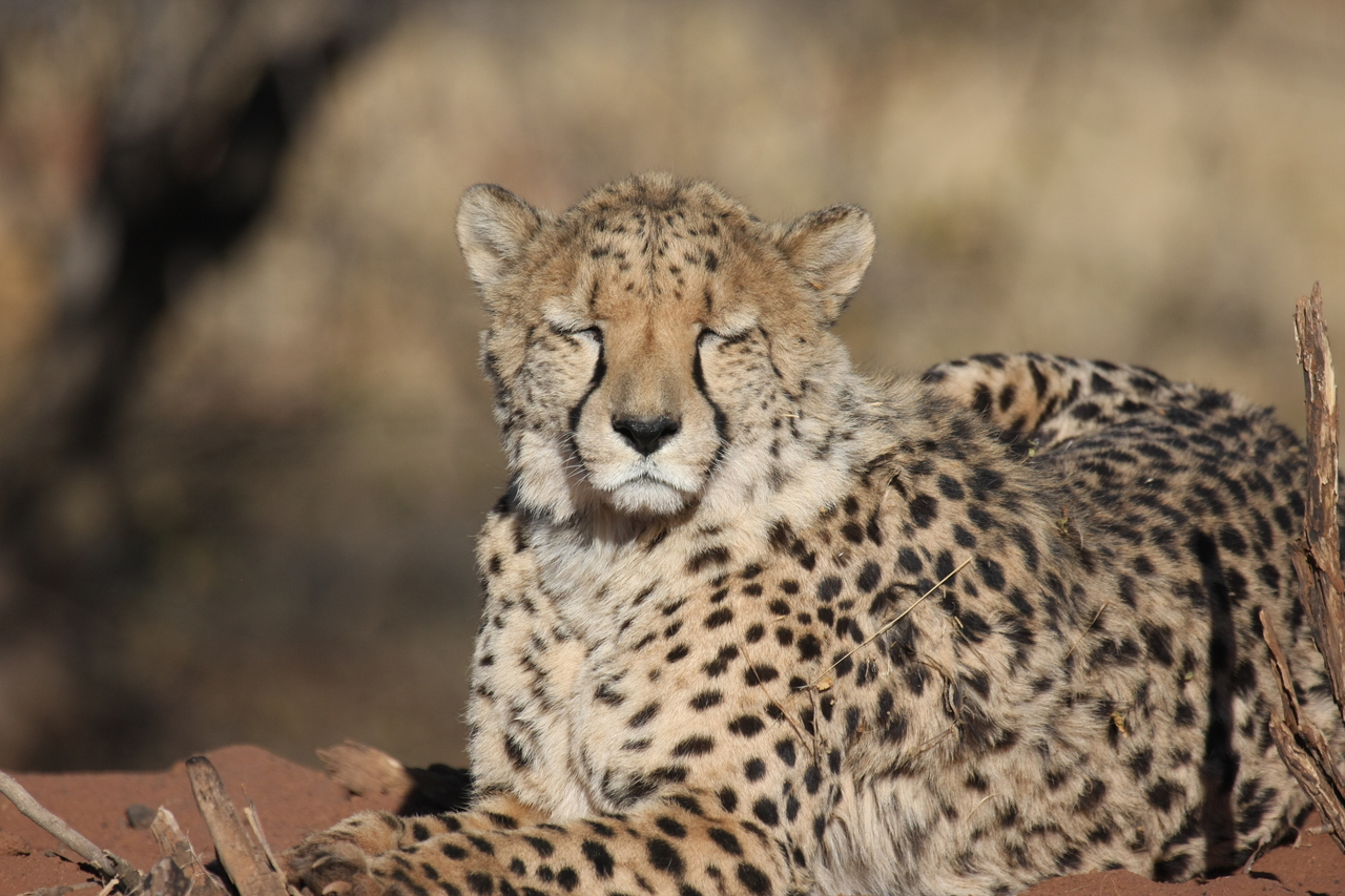 [6479] 2016_06_23_10_53_18_Africa_Canon_EOS_40D_IMG__00408.jpg