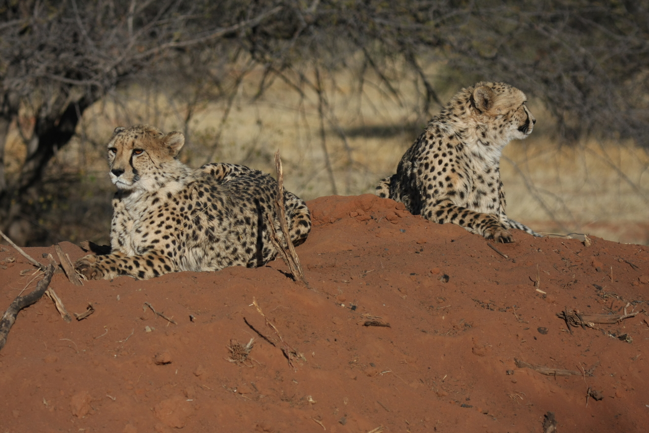 [6494] 2016_06_23_10_53_31_Africa_Canon_EOS_40D_IMG__00413.jpg