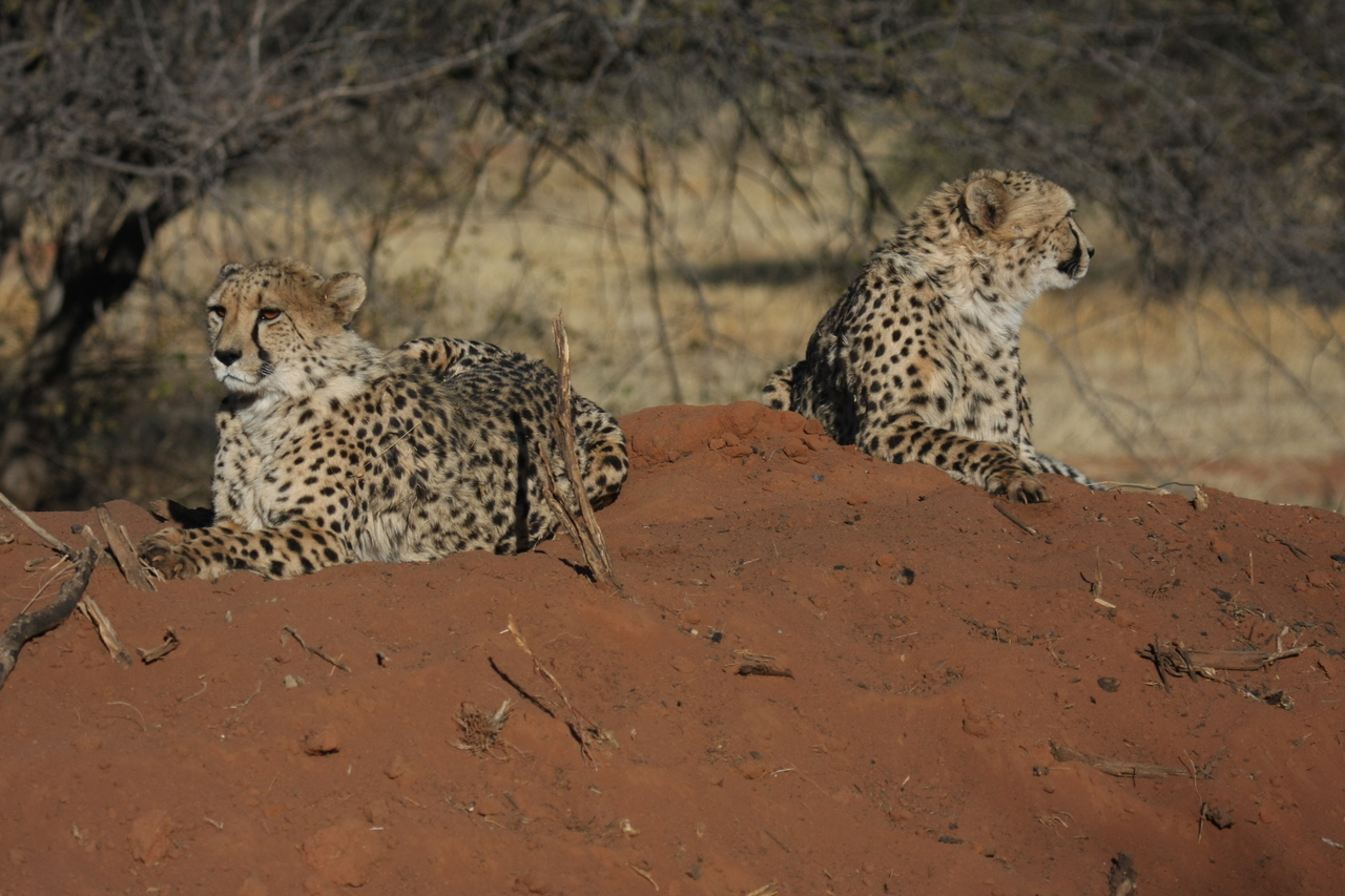 [6499] 2016_06_23_10_53_31_Africa_Canon_EOS_40D_IMG__08695.jpg