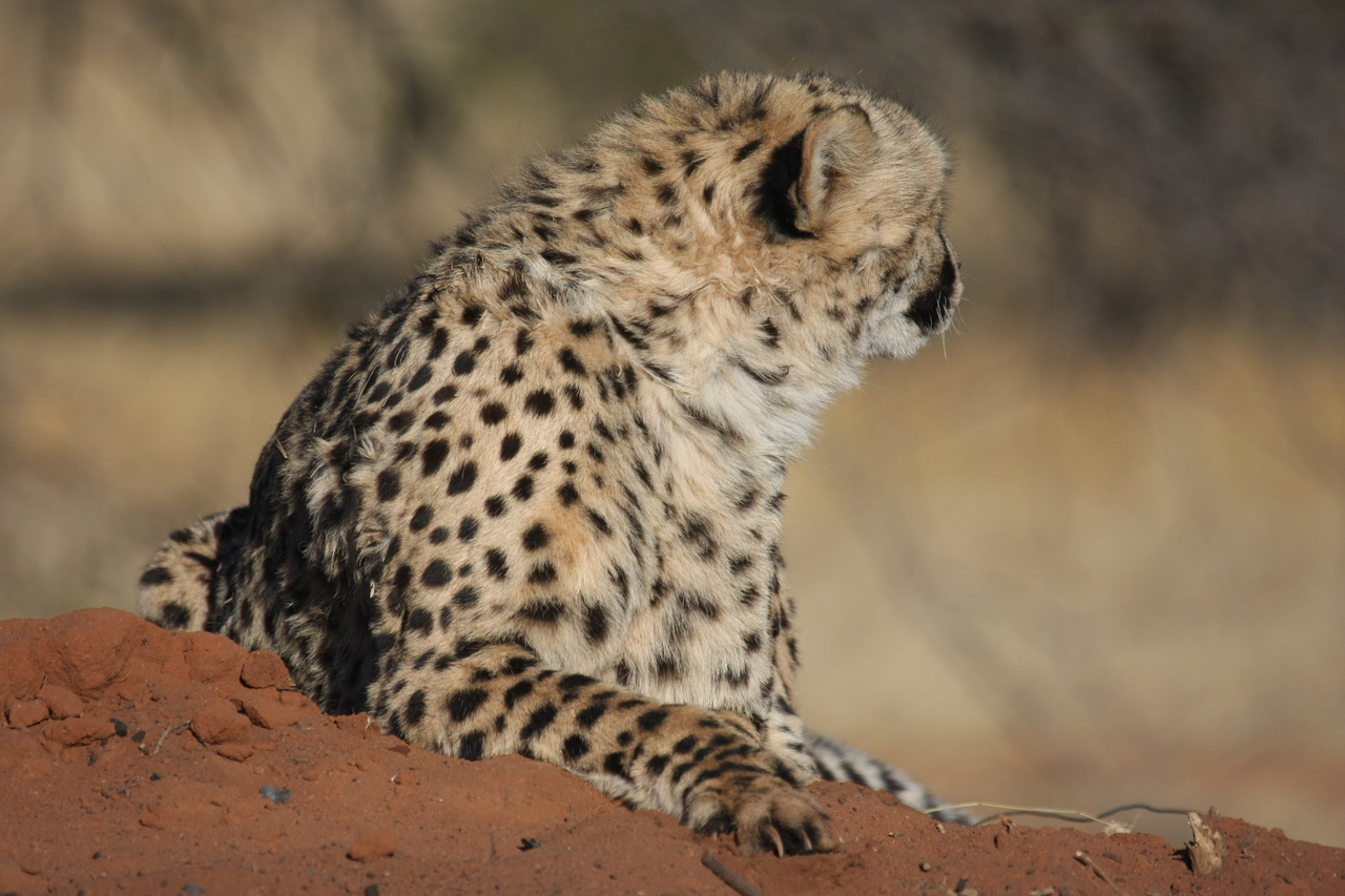 [6500] 2016_06_23_10_53_47_Africa_Canon_EOS_40D_IMG__00415.jpg