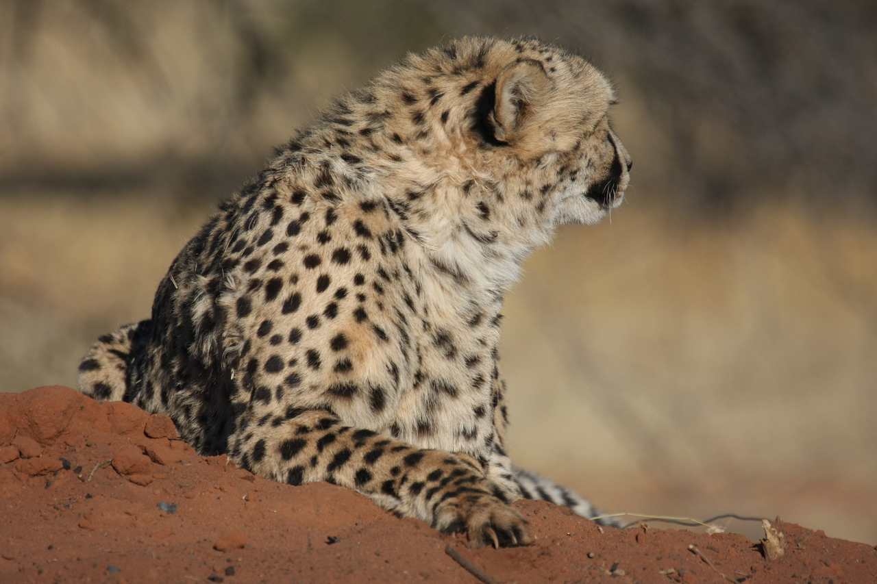 [6505] 2016_06_23_10_53_51_Africa_Canon_EOS_40D_IMG__01250.jpg