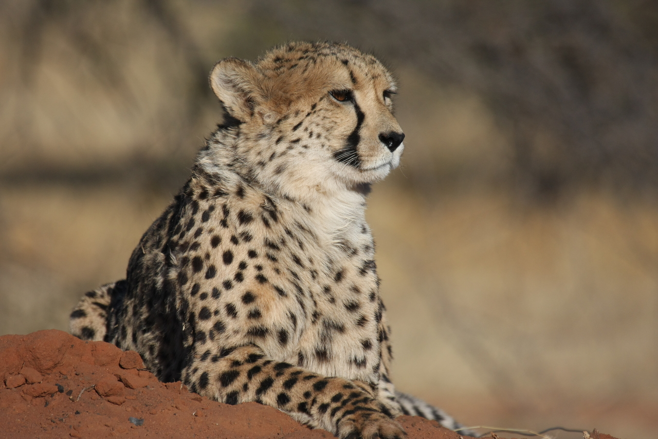 [6522] 2016_06_23_10_54_19_Africa_Canon_EOS_40D_IMG__00421.jpg