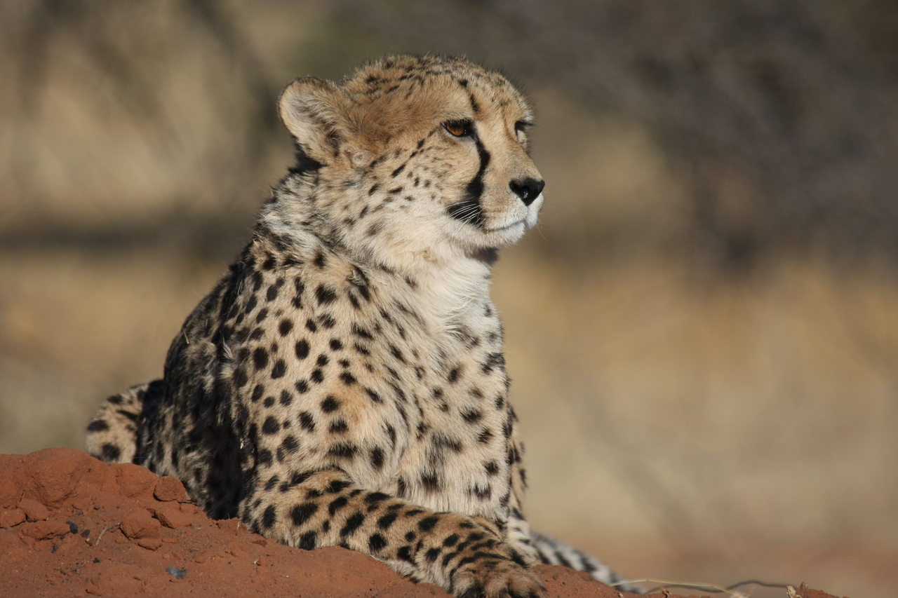 [6526] 2016_06_23_10_54_19_Africa_Canon_EOS_40D_IMG__01256.jpg