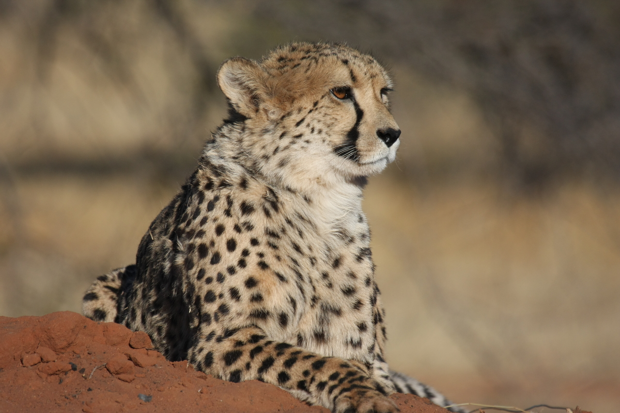 [6534] 2016_06_23_10_54_25_Africa_Canon_EOS_40D_IMG__01259.jpg