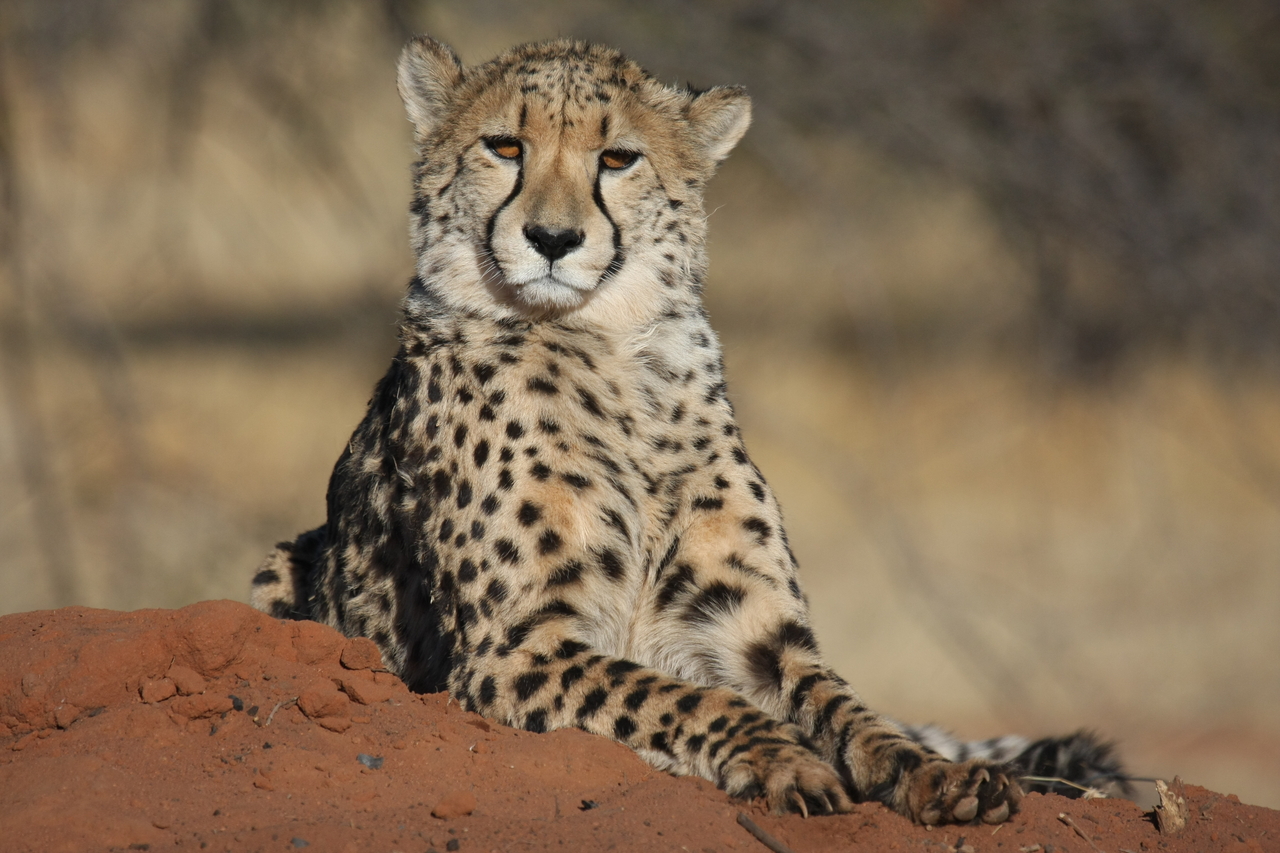 [6554] 2016_06_23_10_54_46_Africa_Canon_EOS_40D_IMG__01266.jpg