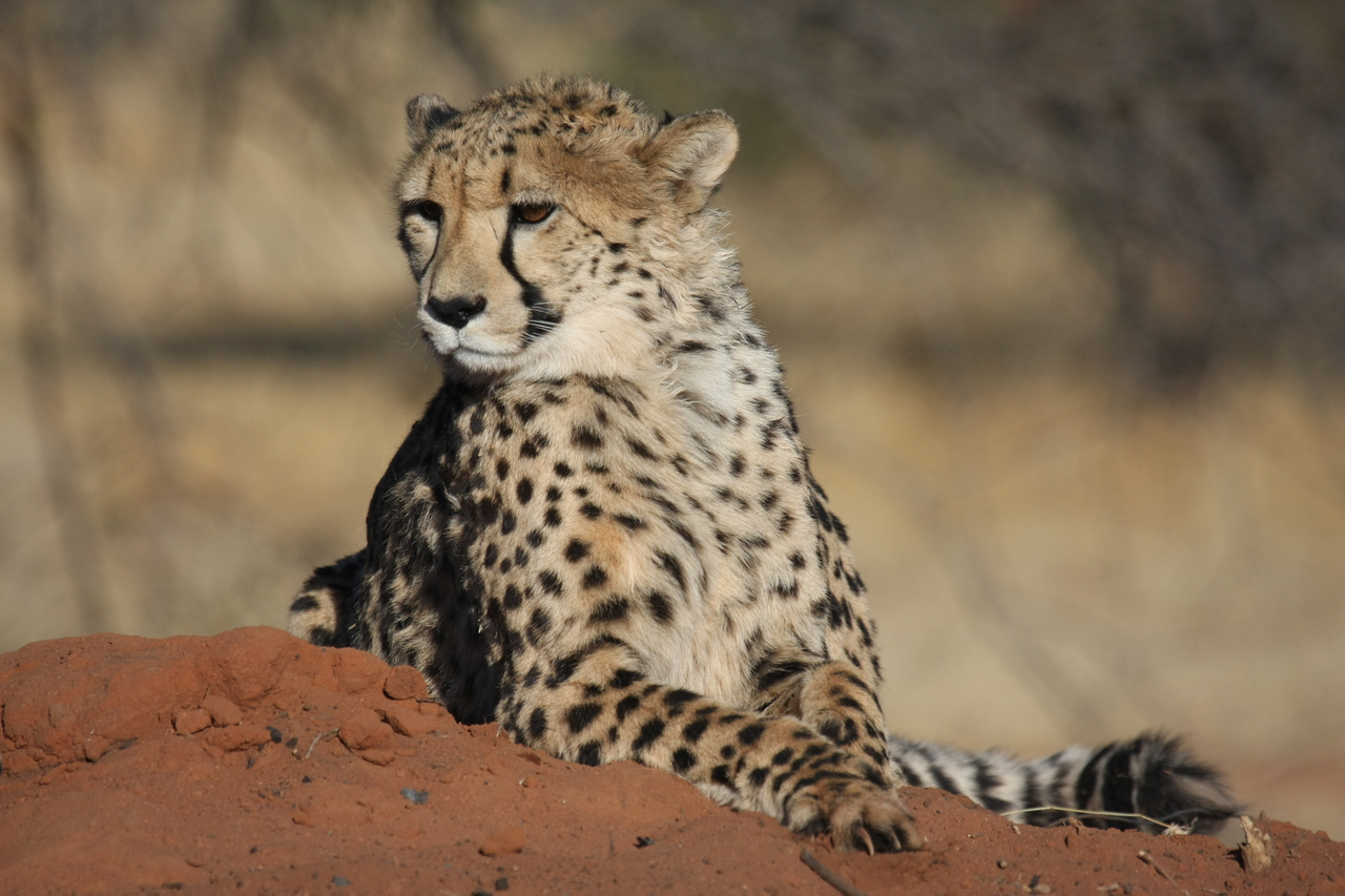 [6555] 2016_06_23_10_54_46_Africa_Canon_EOS_40D_IMG__08711.jpg