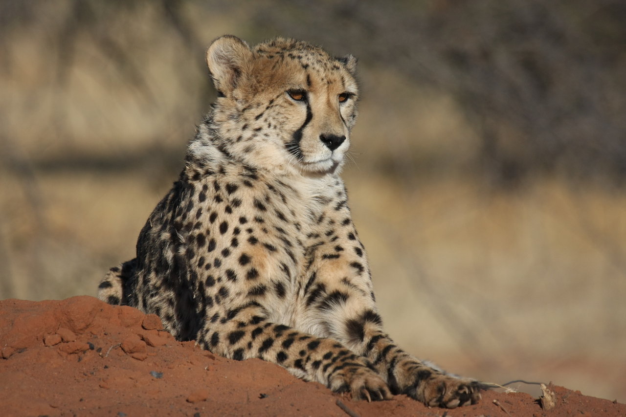 [6565] 2016_06_23_10_54_47_Africa_Canon_EOS_40D_IMG__08715.jpg