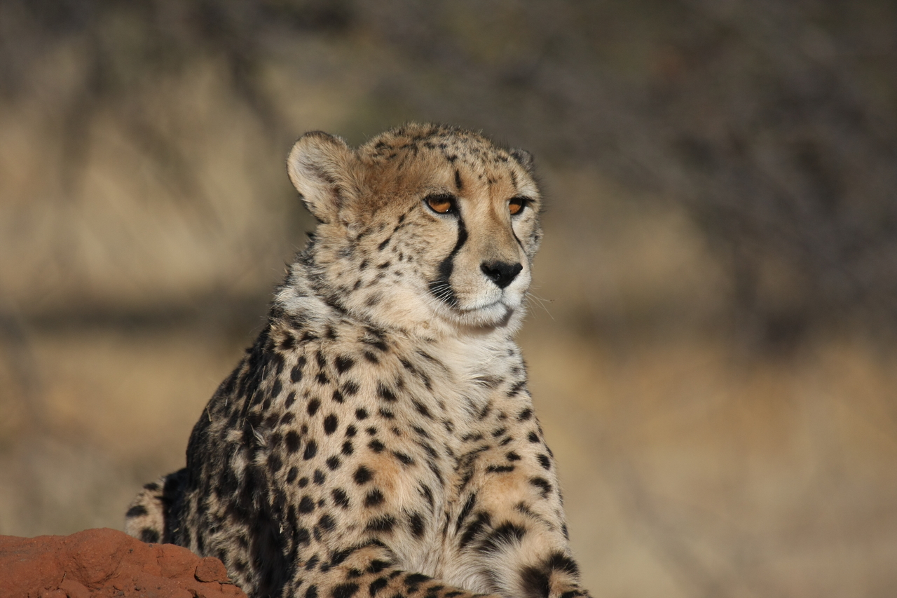 [6574] 2016_06_23_10_54_52_Africa_Canon_EOS_40D_IMG__00437.jpg