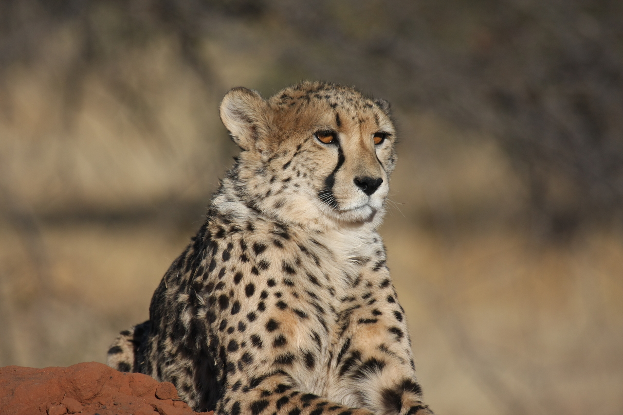 [6577] 2016_06_23_10_54_52_Africa_Canon_EOS_40D_IMG__01272.jpg