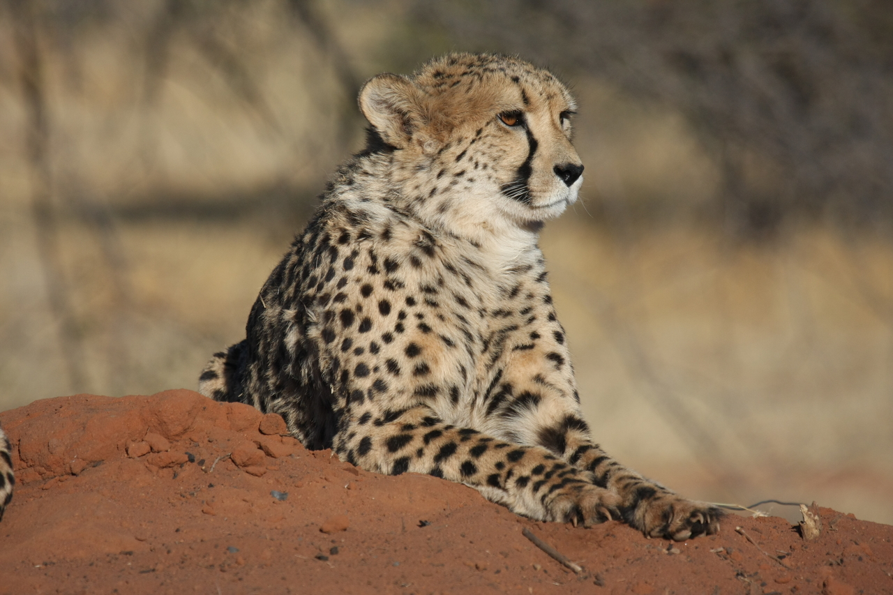 [6598] 2016_06_23_10_55_31_Africa_Canon_EOS_40D_IMG__01276.jpg