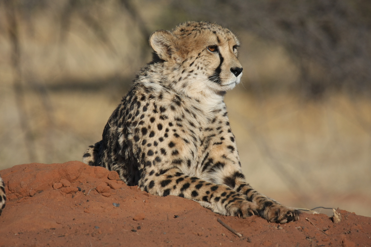 [6602] 2016_06_23_10_55_31_Africa_Canon_EOS_40D_IMG__08724.jpg