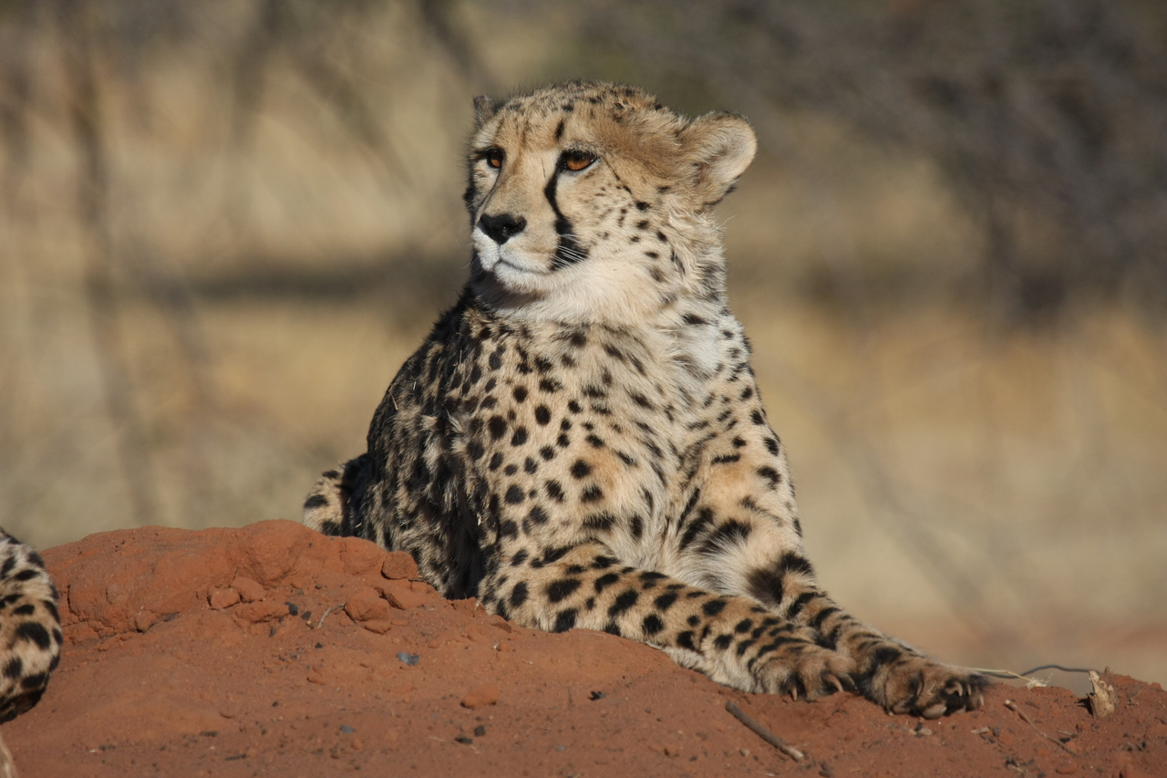 [6603] 2016_06_23_10_55_33_Africa_Canon_EOS_40D_IMG__00444.jpg