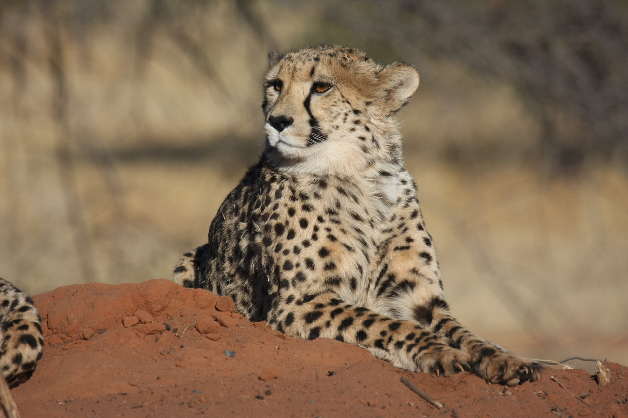 [6608] 2016_06_23_10_55_33_Africa_Canon_EOS_40D_IMG__08726.jpg