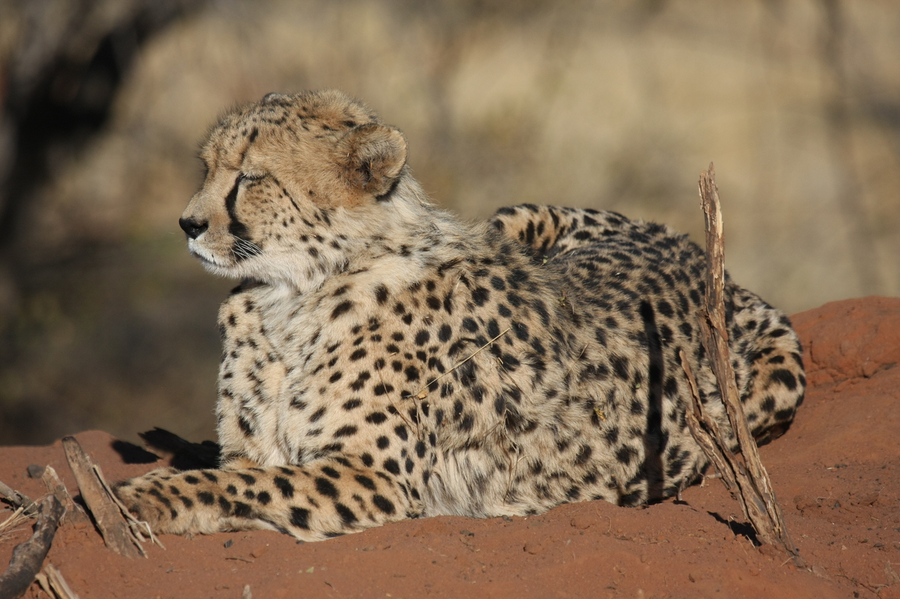 [6623] 2016_06_23_10_55_41_Africa_Canon_EOS_40D_IMG__08729.jpg