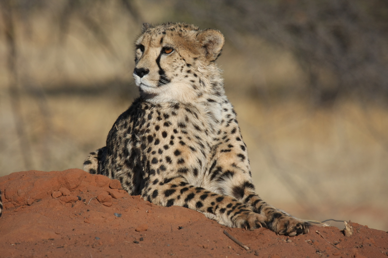[6645] 2016_06_23_10_56_00_Africa_Canon_EOS_40D_IMG__01286.jpg