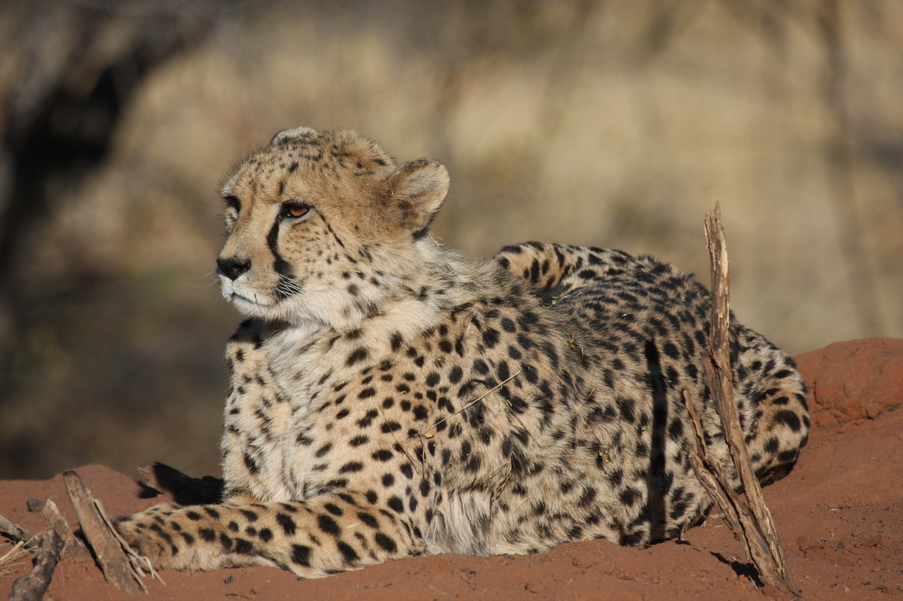 [6650] 2016_06_23_10_56_10_Africa_Canon_EOS_40D_IMG__00455.jpg