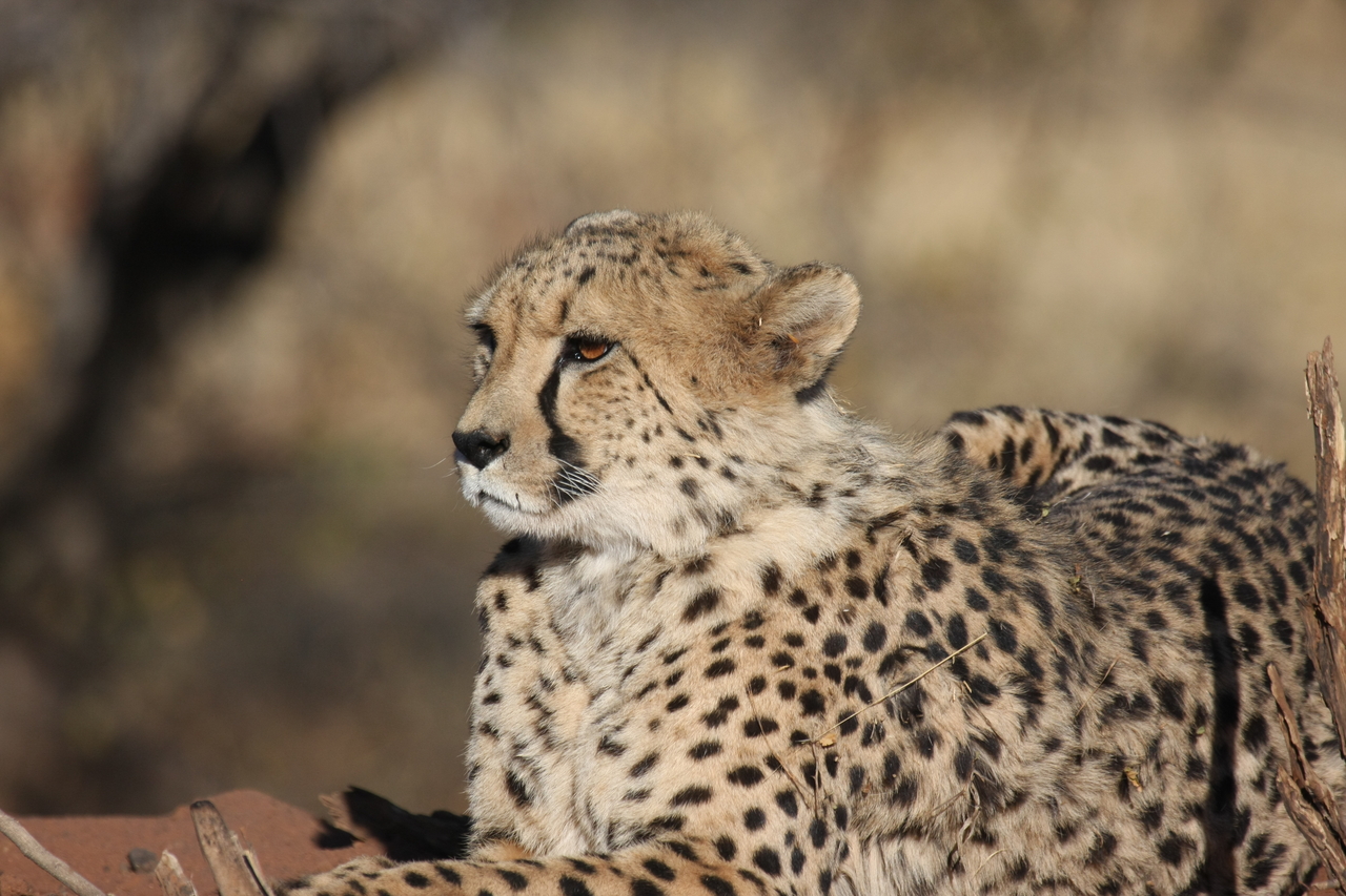 [6670] 2016_06_23_10_56_17_Africa_Canon_EOS_40D_IMG__08740.jpg
