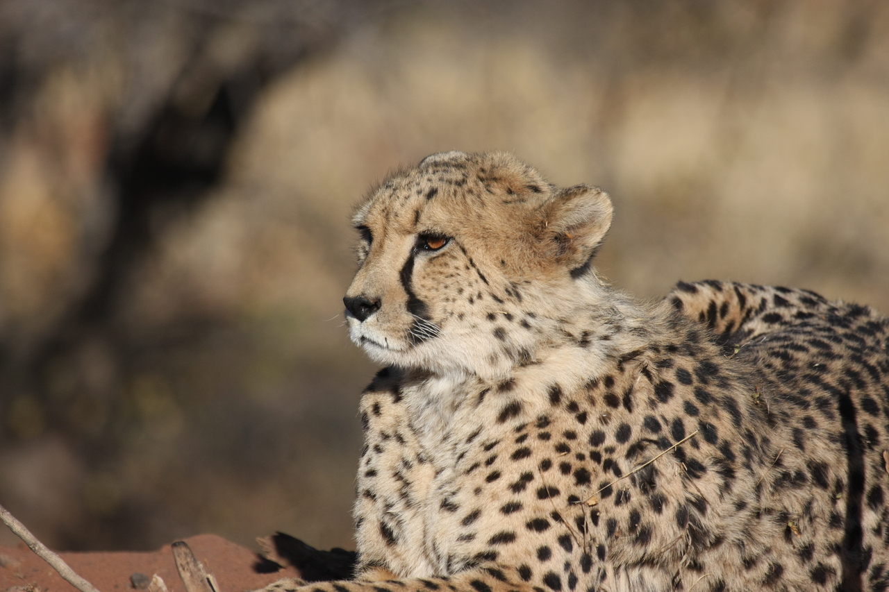 [6672] 2016_06_23_10_56_17_Africa_Canon_EOS_40D_IMG__08742.jpg