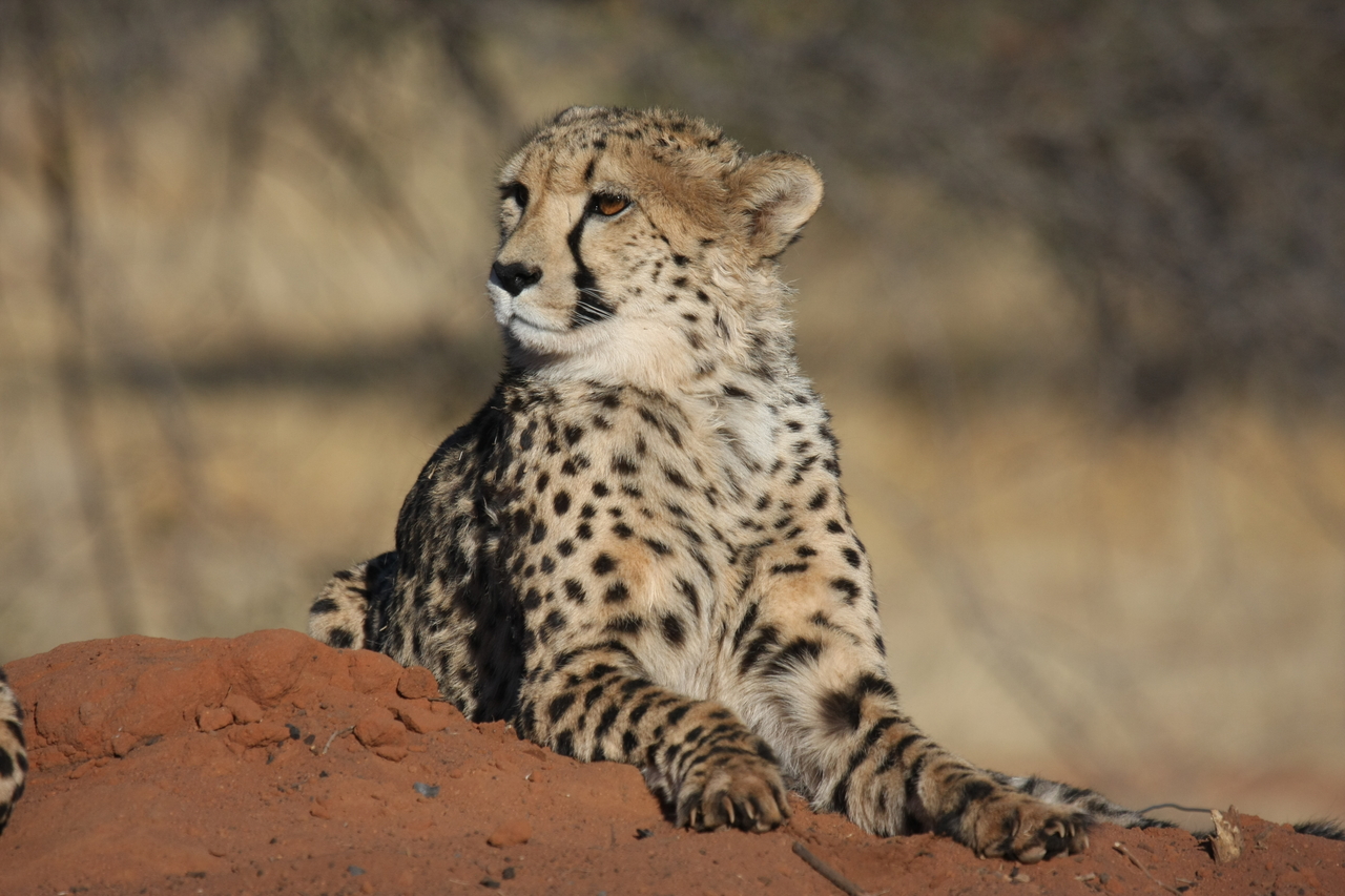 [6685] 2016_06_23_10_57_04_Africa_Canon_EOS_40D_IMG__01300.jpg