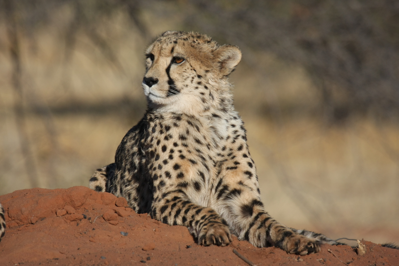 [6686] 2016_06_23_10_57_04_Africa_Canon_EOS_40D_IMG__08746.jpg