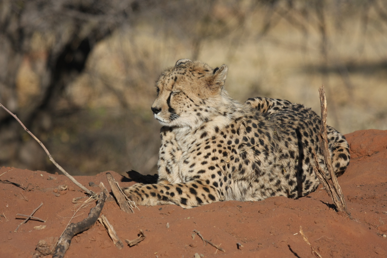 [6702] 2016_06_23_10_58_00_Africa_Canon_EOS_40D_IMG__01305.jpg